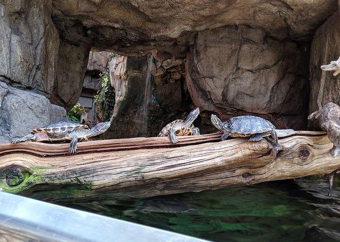 Downtown Aquarium photo
