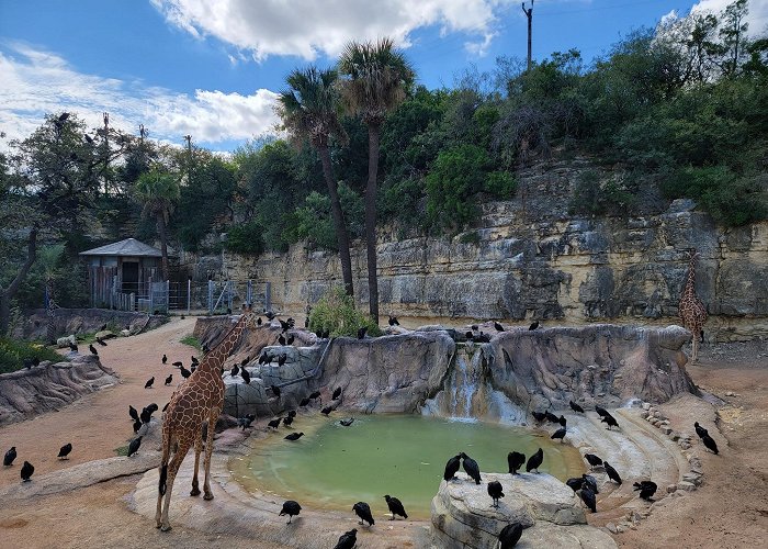 San Antonio Zoo and Aquarium photo