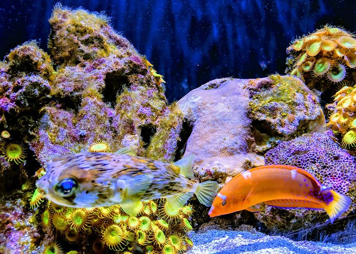 Seattle Aquarium photo