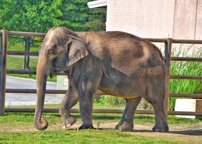 Tulsa Zoo photo