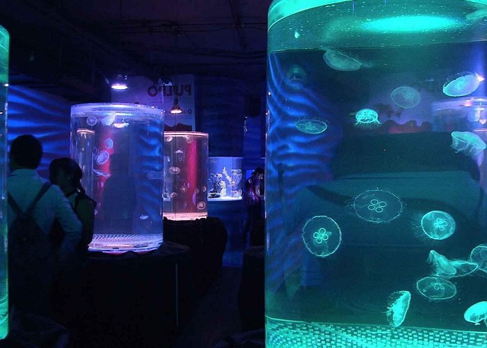 Inbursa Aquarium INBURSA AQUARIUM FROM MEXICO CITY – Mexitours – Marbella photo