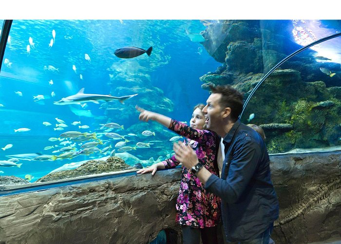 The London Aquarium Sea Life After Dark | Things to do in London photo