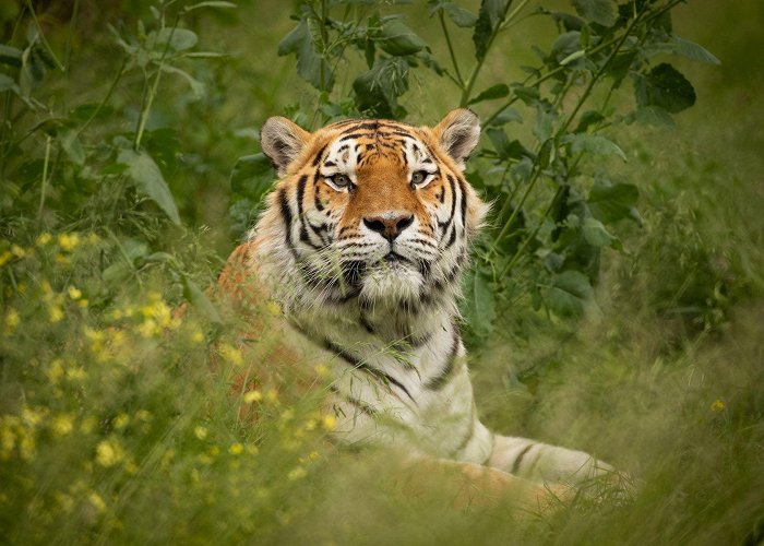 knowsley safari park Welcoming Our Amazing New Amur Tiger | Knowsley Safari photo