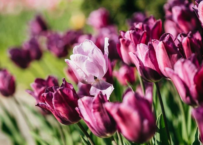 Botanical & Zoo park Home ⋆ Mulhouse Zoo, zoological and botanical park photo