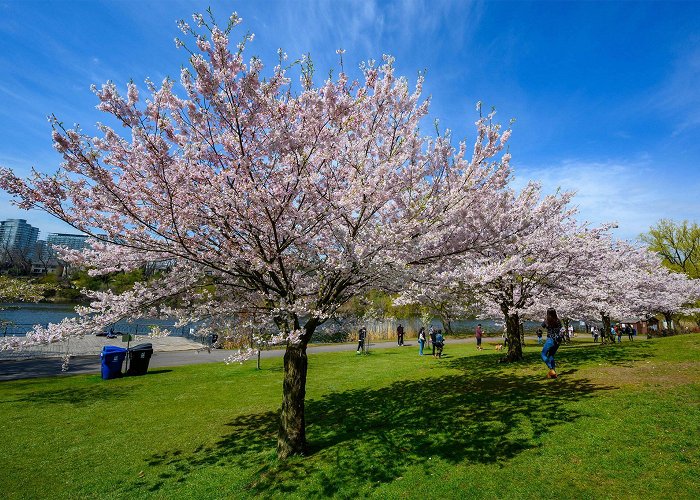 High Park High Park cherry blossoms in Toronto could reach peak bloom ... photo