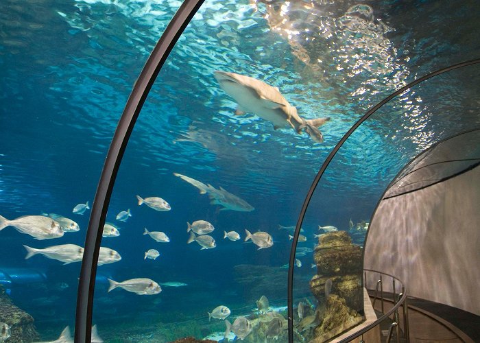 Barcelona Aquarium L'Aquàrium de Barcelona – Museum Review | Condé Nast Traveler photo