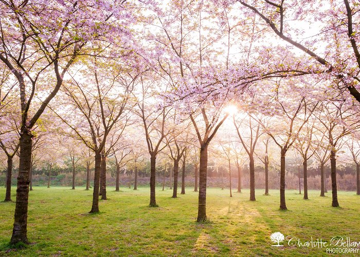 Amsterdamse Bos Japanese cherry tree blossom – Amsterdamse Bos, Netherlands | photo