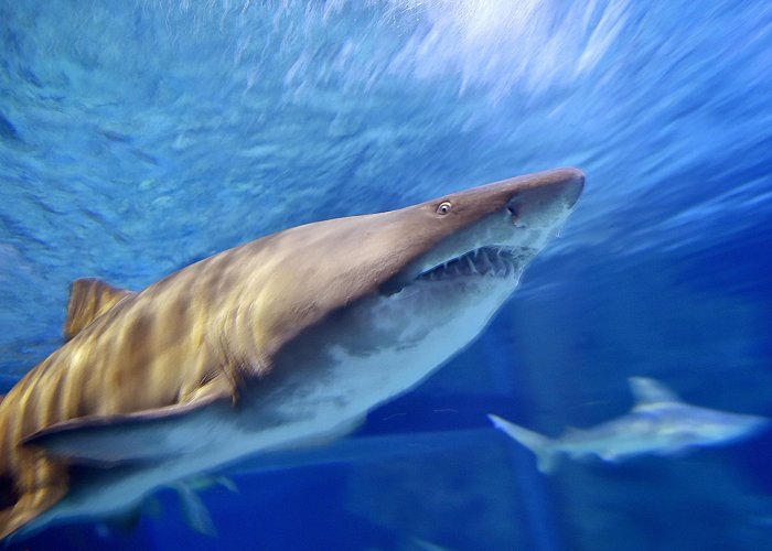 Océarium Bull Shark Bites Tourist in Thailand in Rare Attack: Experts photo