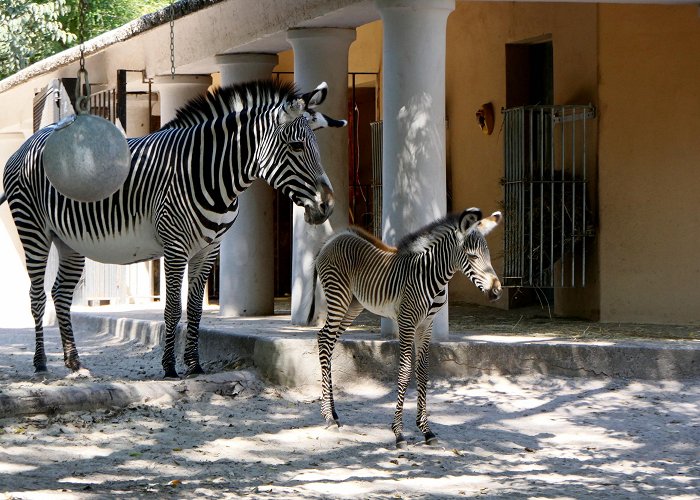 Bioparco Rome: a rare Grevy's zebra was born at the Bioparco - video ... photo
