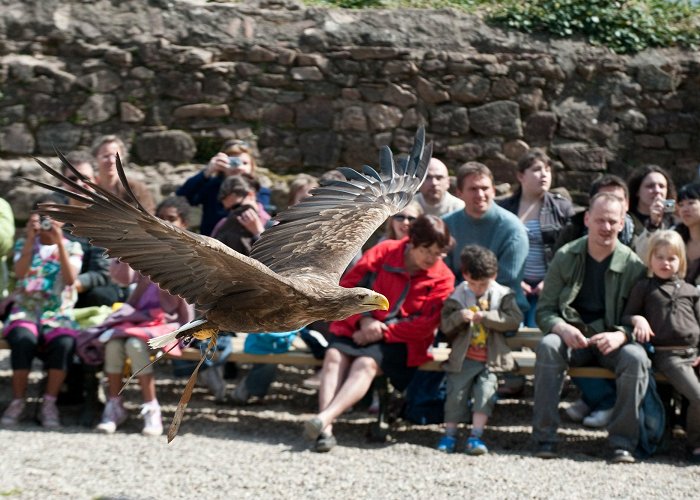 La Volerie des aigles The Eagle Park in Alsace (France) | Selestat Tourisme Haut ... photo