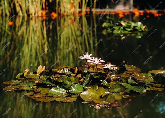 Botanical Gardens Premium Photo | Flowers growing on water in the botanical garden ... photo