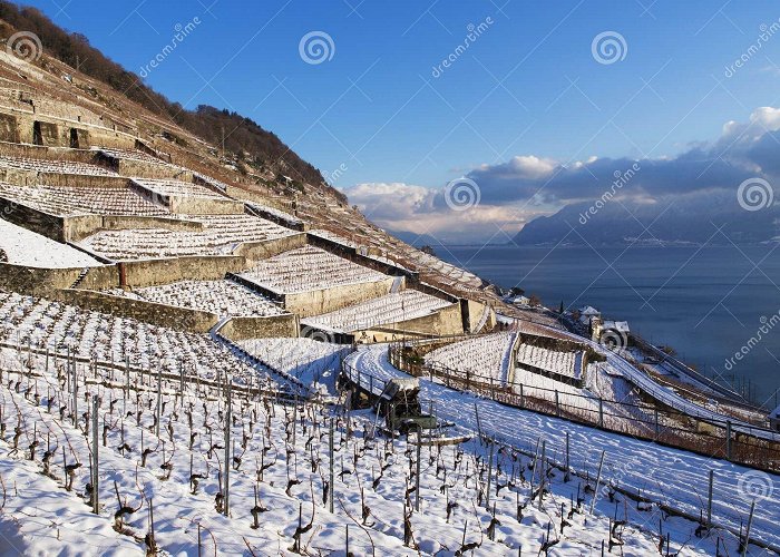 Lavaux Vineyard Terraces Epesses in Lavaux during Winter with Snow Stock Image - Image of ... photo