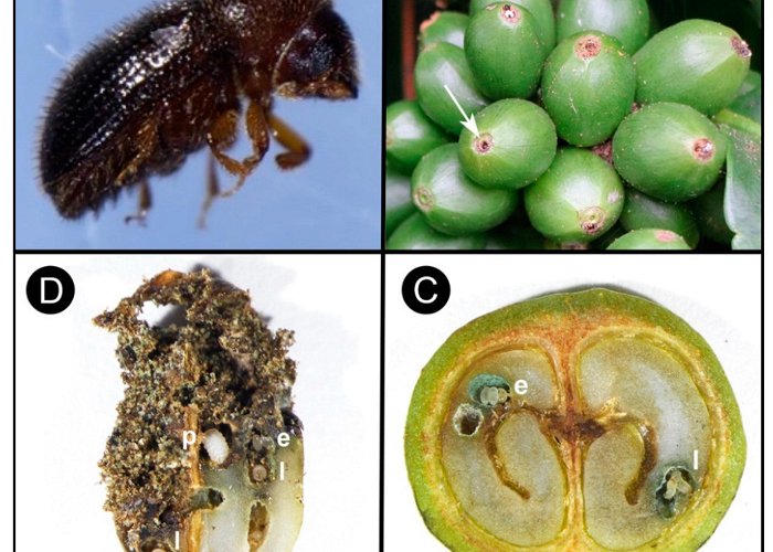 Coffee Museum Insects | Free Full-Text | Coffee Berry Borer (Hypothenemus hampei ... photo