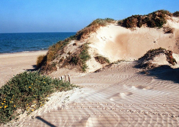 La Dehesa del Saler El cordon dunar y la playa de la dehesa - A.V. Dehesa Saler photo