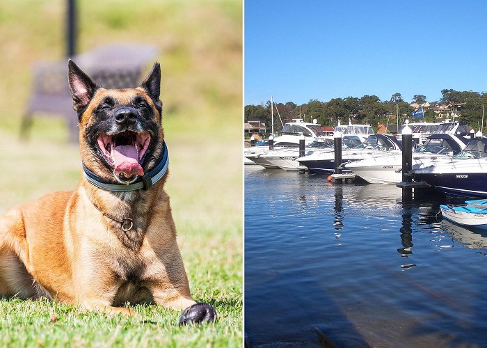 Yowie Bay Marina Yowie Bay, Sydney: Dog tied to block of CEMENT and dumped in a ... photo
