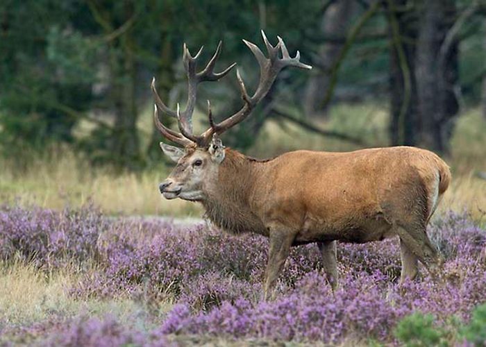 Nieuw Soerel Veluwe in the Netherlands: The Best Things to See and Do photo