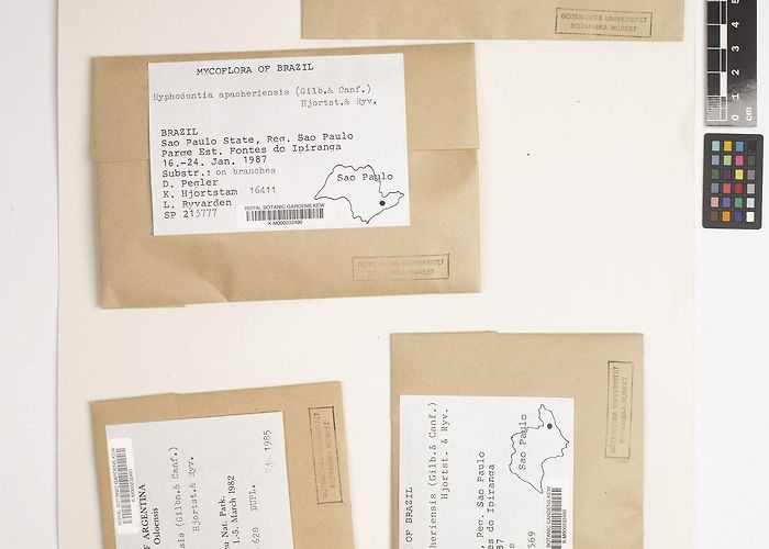 Fontes do Ipiranga State Park Xylodon apacheriensis (Gilb. & Canf.) Hjortstam & Ryvarden ... photo