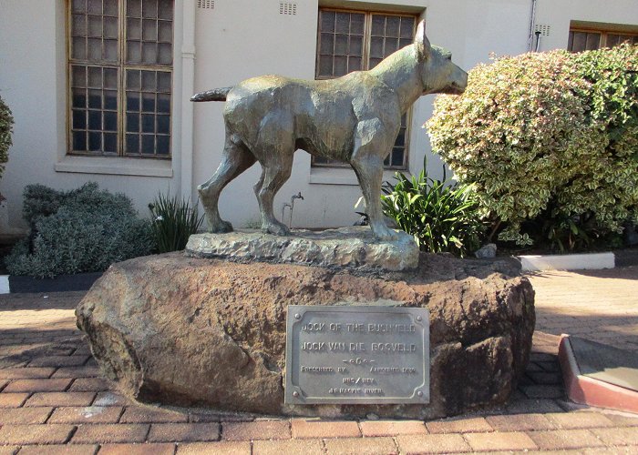 Jock of the Bushveld statue About – Barberton Daisies photo