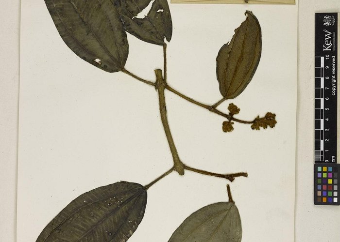 Forest Science INPA Adelobotrys marginatus Brade | Plants of the World Online | Kew ... photo