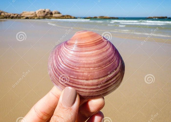 Galheta Beach Hand Holding a Big Pink Seashell at Praia Da Galheta Galheta Beach ... photo