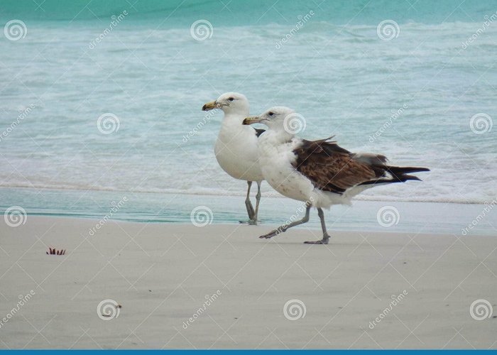 Pontal Beach Seagull Stand on the Sand, Prainhas Do Pontal Beach, Arraial Do ... photo