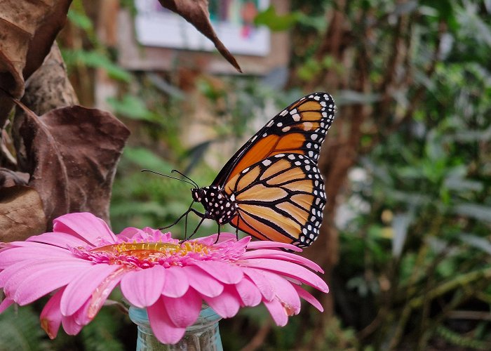 Alaris Schmetterlingspark Buchholz in der Nordheide: Alaris Butterfly Park | Lüneburger Heide photo