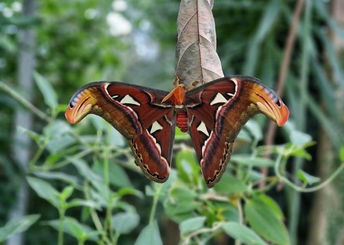 Alaris Schmetterlingspark Buchholz in der Nordheide: Alaris Butterfly Park | Lüneburger Heide photo