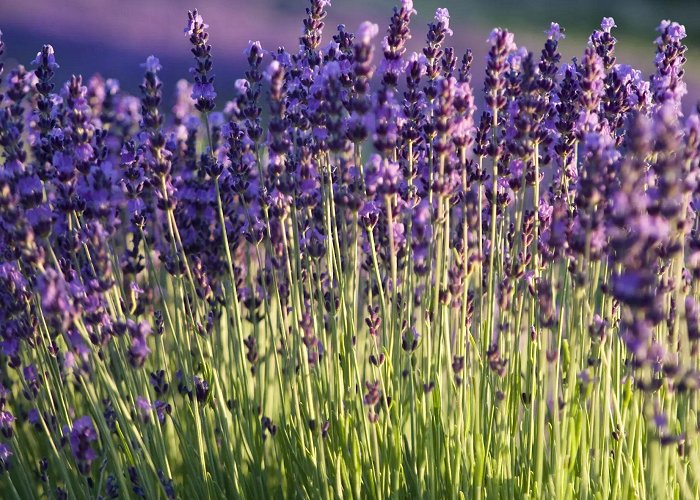Montbrun les Bains Thermal Centre Self drive and walking holiday through the Lavender in Provence photo
