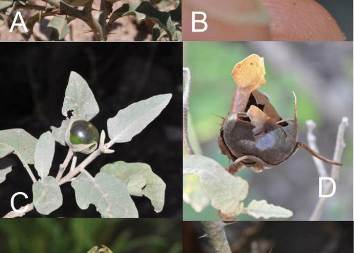 Salmoral A revision of the Solanum elaeagnifolium clade (Elaeagnifolium ... photo