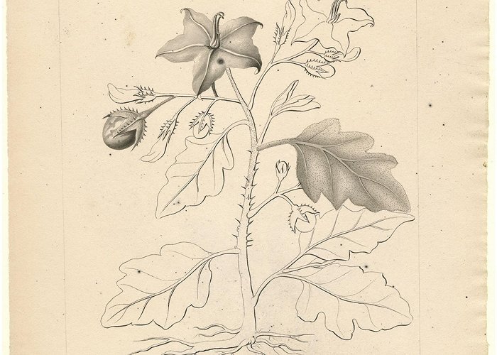 Salmoral A revision of the Solanum elaeagnifolium clade (Elaeagnifolium ... photo