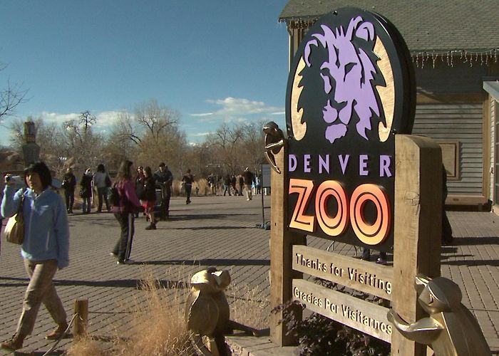 Denver Zoo A Denver Guide To The Zoo - CBS Colorado photo