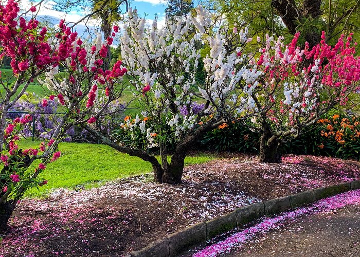 Parramatta Park Cherry Blossom at Parramatta Park : r/sydney photo