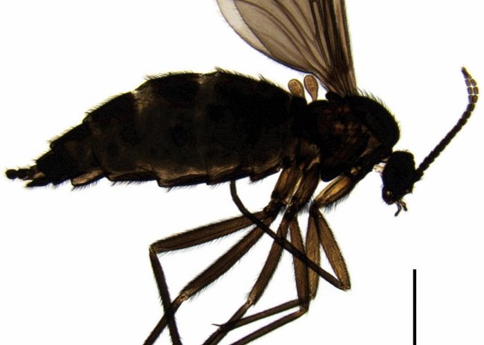 University Centre Cesumar Insects | Free Full-Text | Pseudolycoriella hygida (Sauaia and ... photo