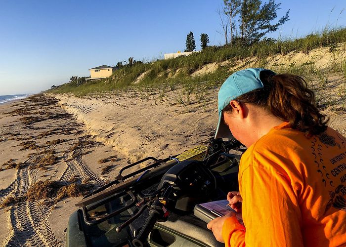 Archie Carr National Wildlife Refuge Sea turtle nesting season off to a strong start on Florida's ... photo