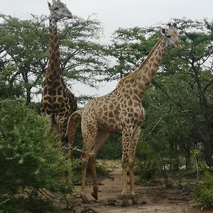 Nsele Safari Lodge Guernsey Nature Reserve Exterior photo