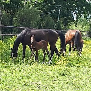 Apartamento Gite Du Haras Moult Exterior photo