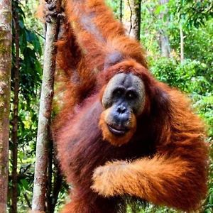 Orangutan Trekking Lodge Only Book Jungle Trek With Us Bukit Lawang Exterior photo