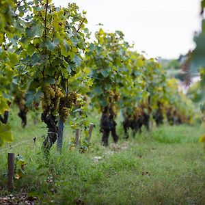 Gite Au Milieu Des Vignes Villa Prignac-et-Marcamps Exterior photo