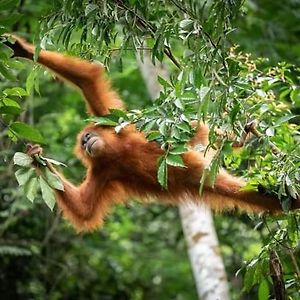 Backpacker Lodge Bukit Lawang Exterior photo