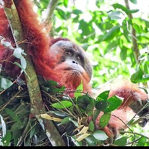 Hotel Sumatra Treking Lauser Park Bukit Lawang Exterior photo