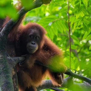 Lawang Inn Restaurant & Jungle Trek Bukit Lawang Exterior photo