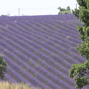 B&B La Grande Dame Valensole Exterior photo