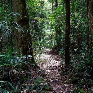 Springbrook Lyrebird Retreat Villa Exterior photo