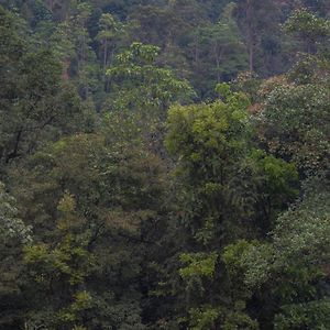 Tree Houses By Jungle River Ginigathena Exterior photo